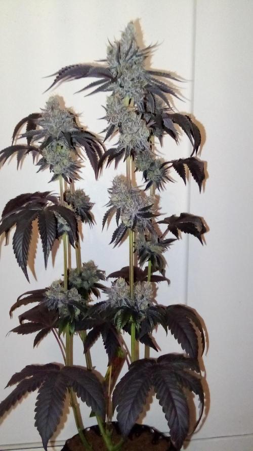 fruity winter. Week 10 - eyeballz, not a big yielder but nice nuggets