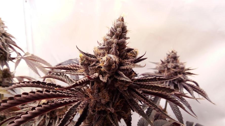 fruity winter. Week 10 - eyeballz top