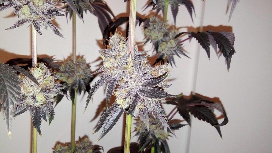 fruity winter. Week 10 - eyeballs makes frosty compact nuggets, very convenient harvest