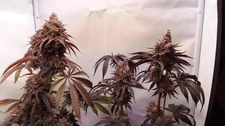 fruity winter. Week 10 - lemonpaya left, eyeballz right