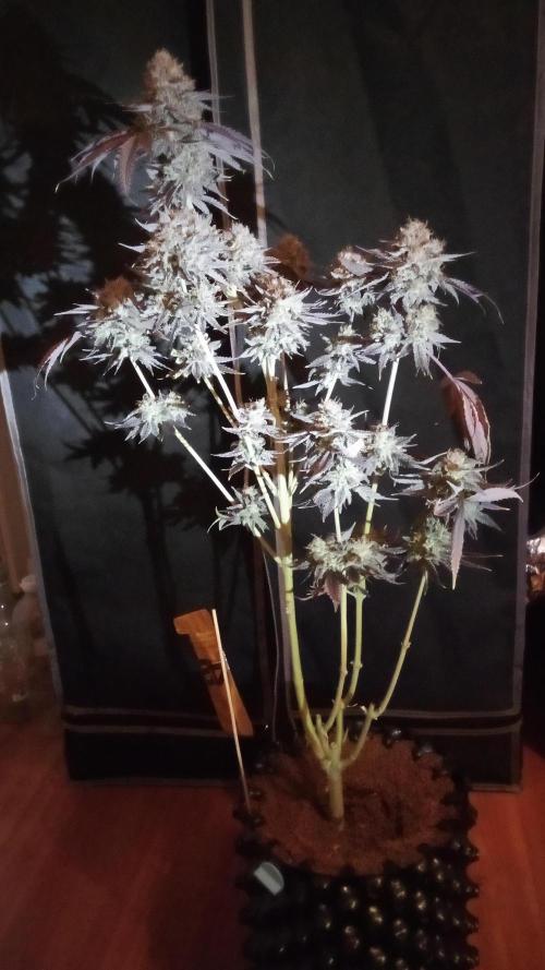 fruity winter. Week 10 - rainbow melon. really nice, but she grew a few male flowers in the end