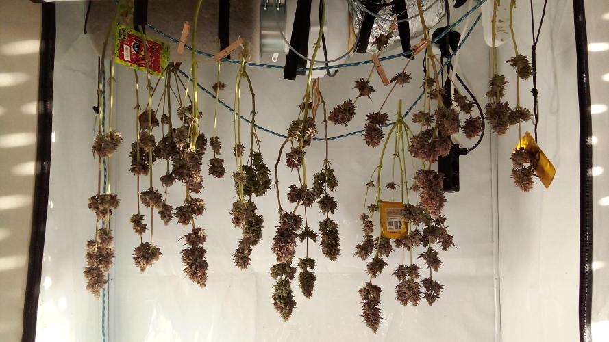 fruity winter. Week 10 - they are hanging now