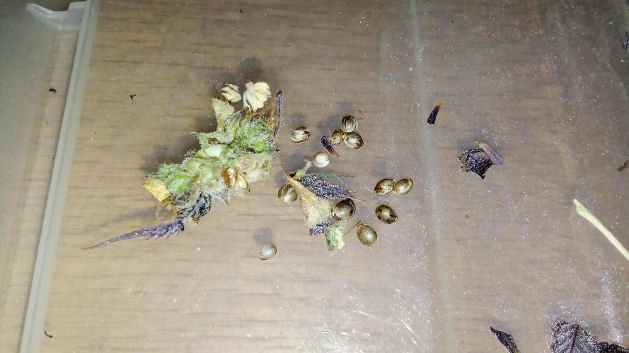 fruity winter. Week 10 - seeds