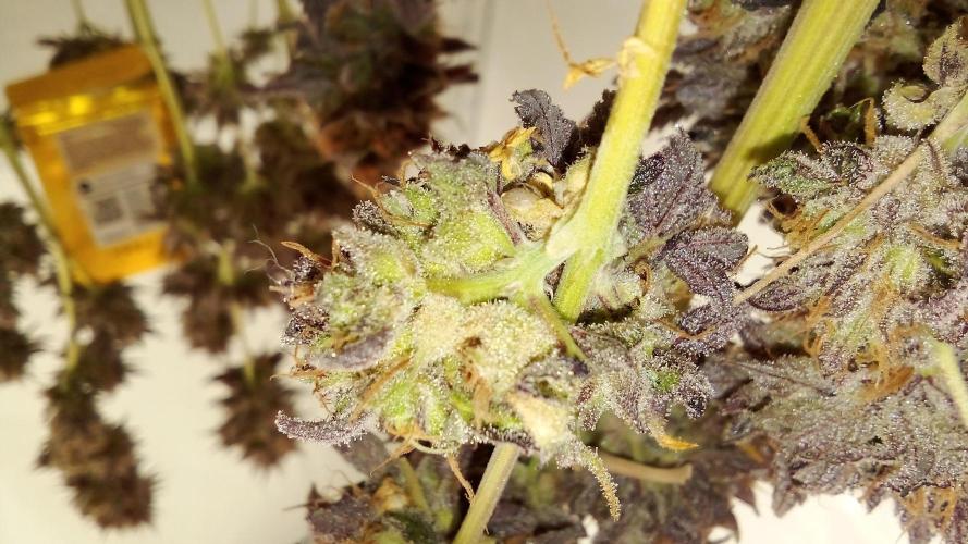 fruity winter. Week 10 - some seeds 