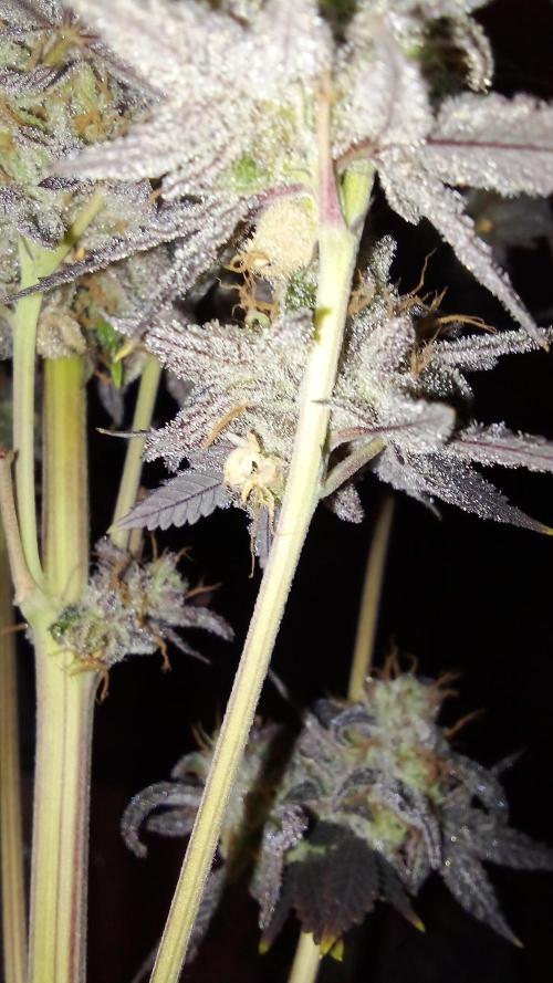 fruity winter. Week 10 - found a dozen or so of these at harvest day