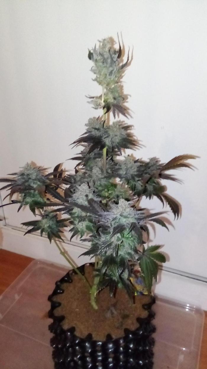 fruity winter. Week 10