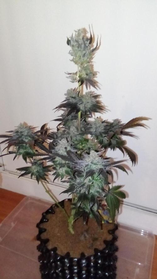 fruity winter. Week 10