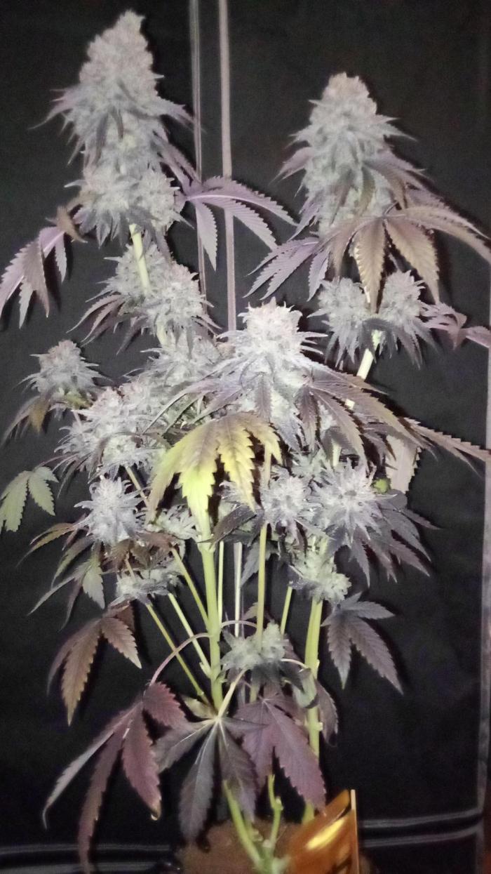 fruity winter. Week 10 - frosty Lemonpaya just before harvest