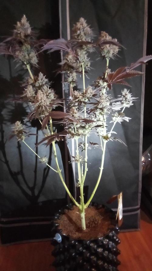 fruity winter. Week 10