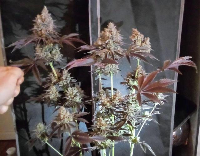 fruity winter. Week 10