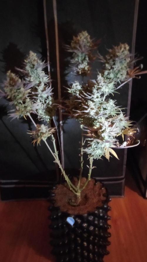 fruity winter. Week 10