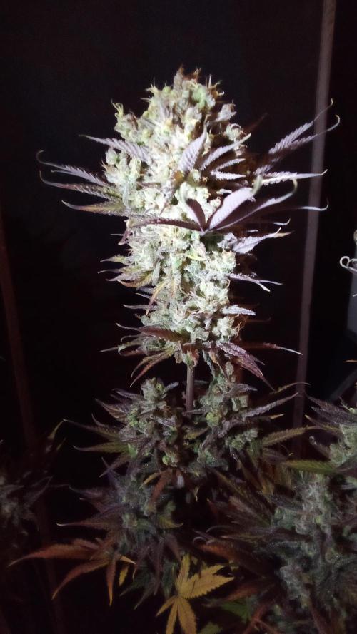 fruity winter. Week 10