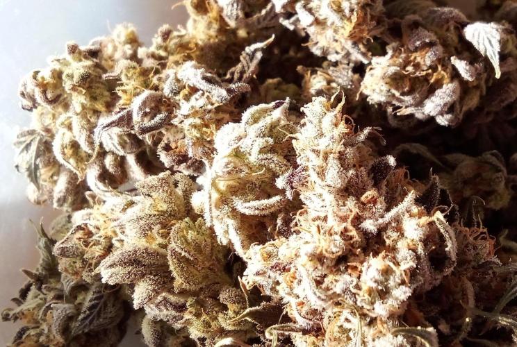 fruity winter. Week 10