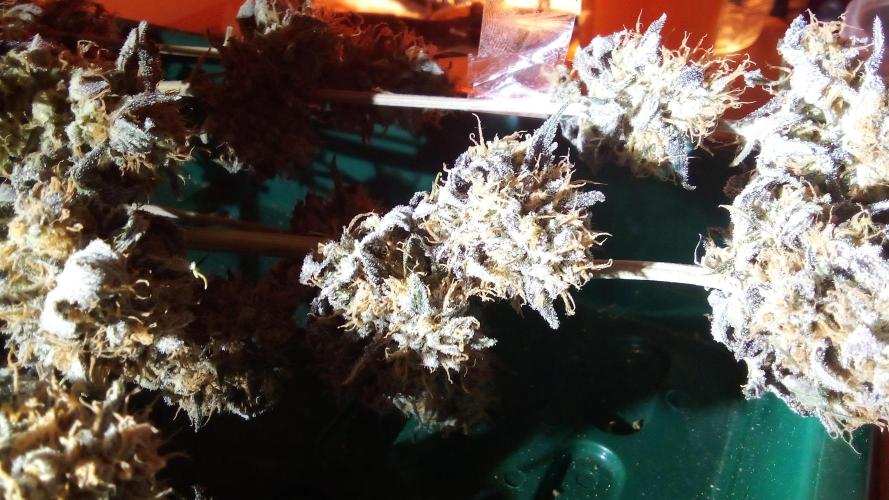 fruity winter. Week 10