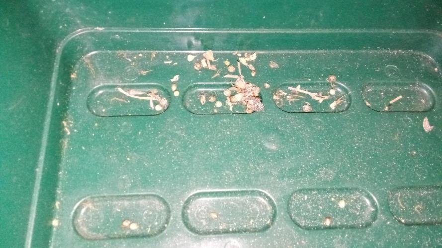 fruity winter. Week 10