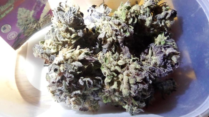 fruity winter. Week 10