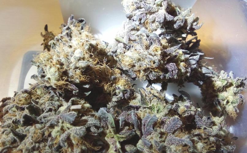 fruity winter. Week 10