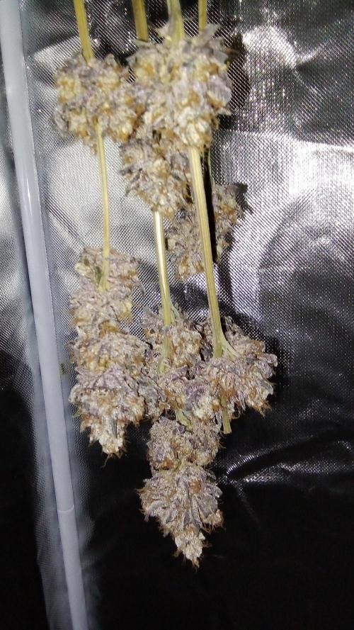 fruity winter. Week 10