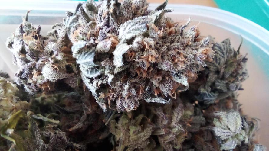 fruity winter. Week 10