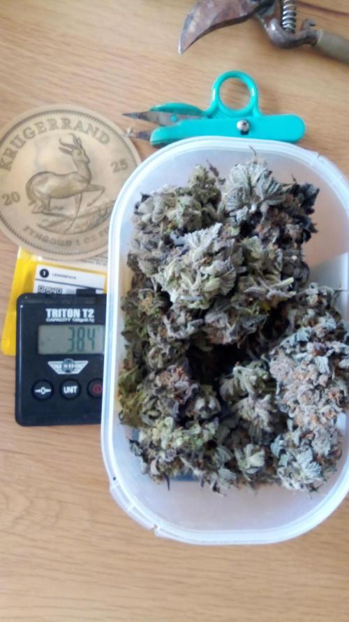 fruity winter. Week 10