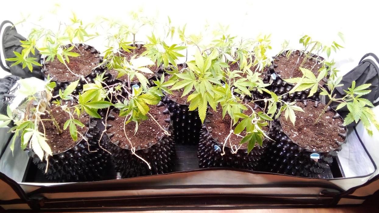 Game of Clones. Week 1