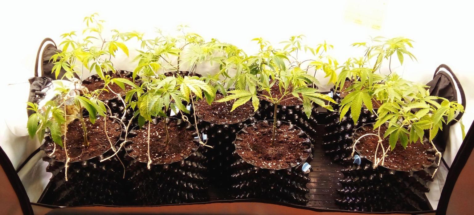 Game of Clones. Week 2