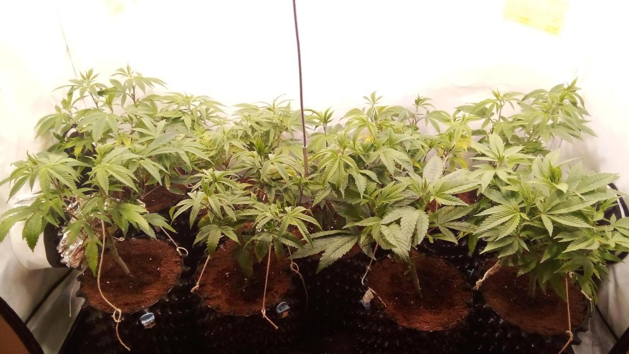 Game of Clones. Week 3