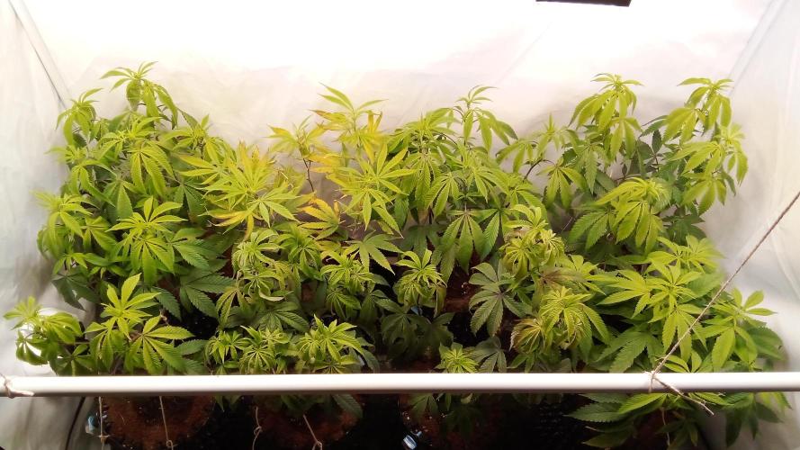 Game of Clones. Week 4