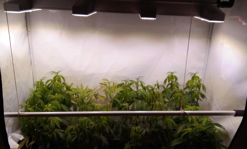 Game of Clones. Week 4