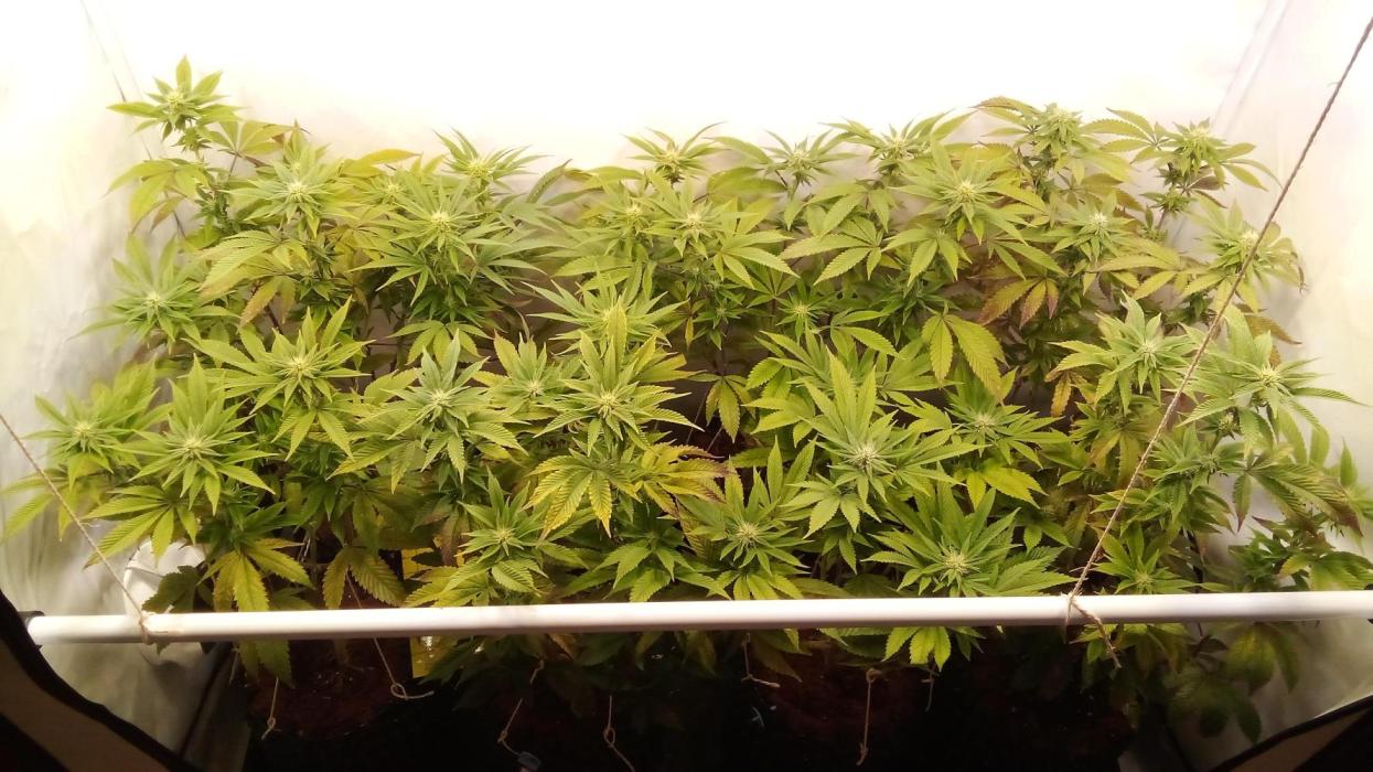 Game of Clones. Week 6