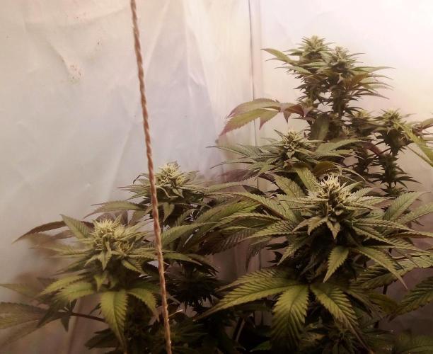 Game of Clones. Week 8 - gorilla melon 5 weeks after flipping