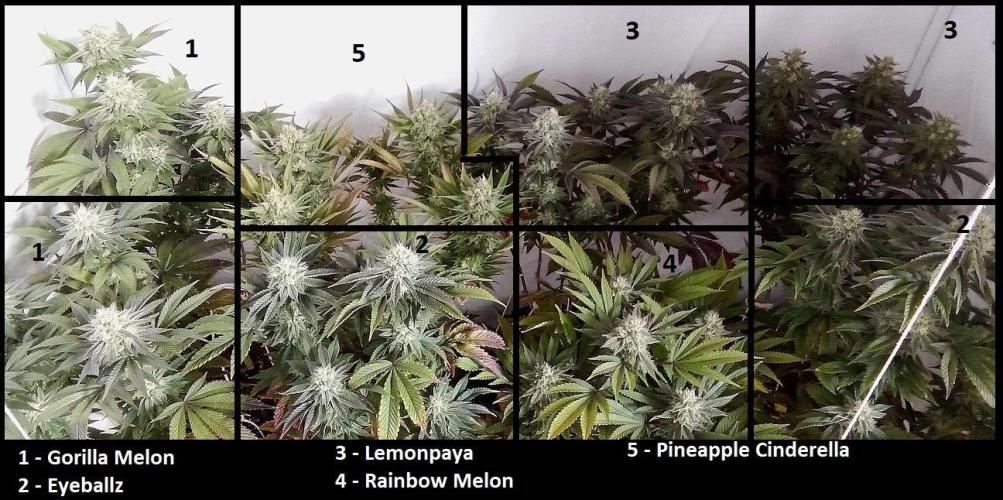 Game of Clones. Week 9 - lights off