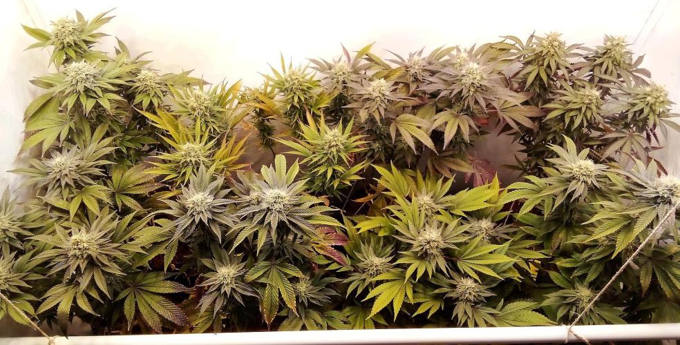 Game of Clones. Week 9 - lights on