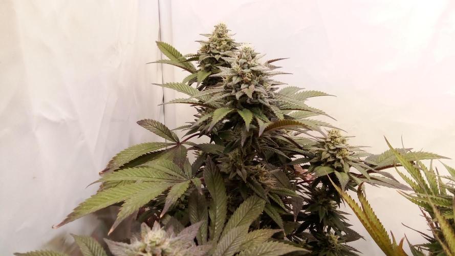 Game of Clones. Week 9 - gorilla melon