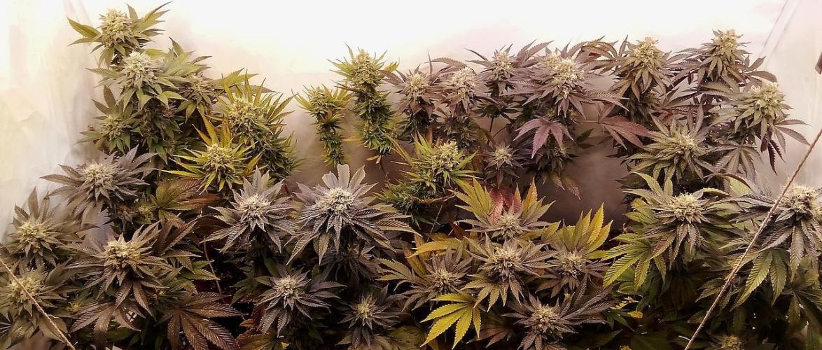 Game of Clones. Week 10 - 7 weeks of flowering 
