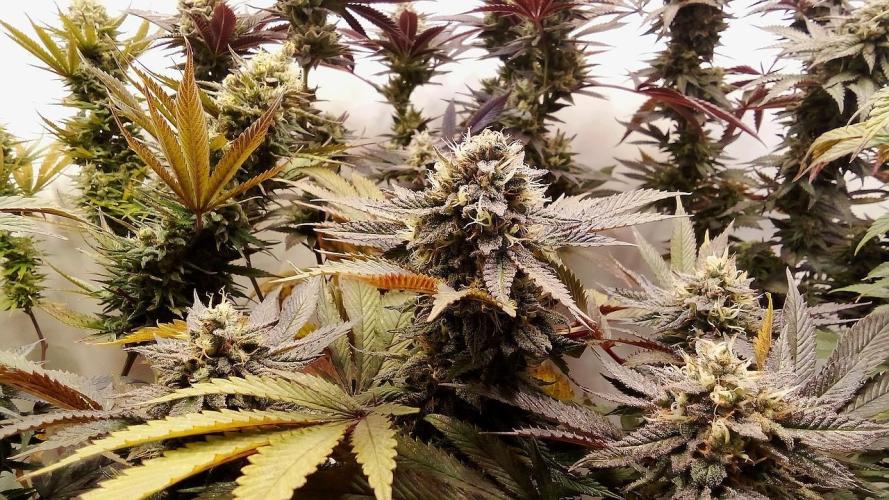 Game of Clones. Week 10 - rainbow melon, still no bananas