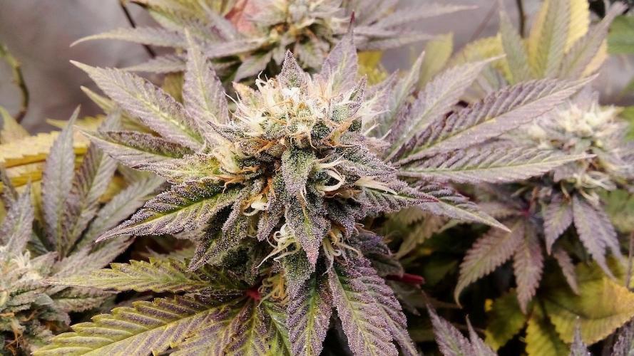 Game of Clones. Week 10 - gorilla melon