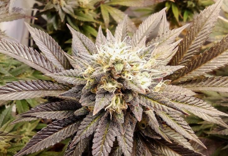 Game of Clones. Week 10 - gorilla melon