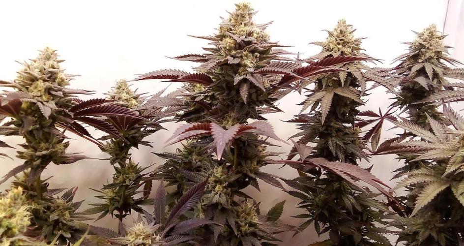 Game of Clones. Week 10 - lemonpaya