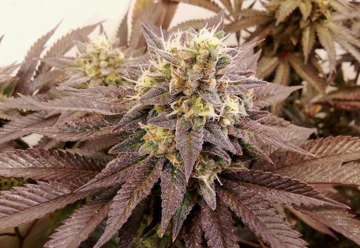 Game of Clones. Week 10 - lemonpaya