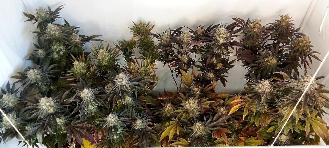 Game of Clones. Week 11