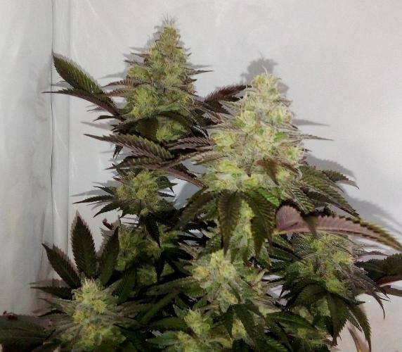 Game of Clones. Week 11 - gorilla melon