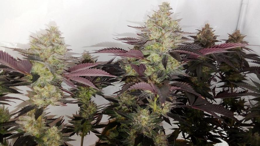 Game of Clones. Week 11 - lemonpaya, very nice terps