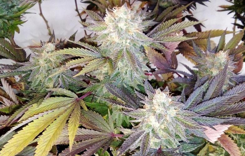 Game of Clones. Week 11 - rainbow melon, clone from the tranny mother but in this run no bananas
