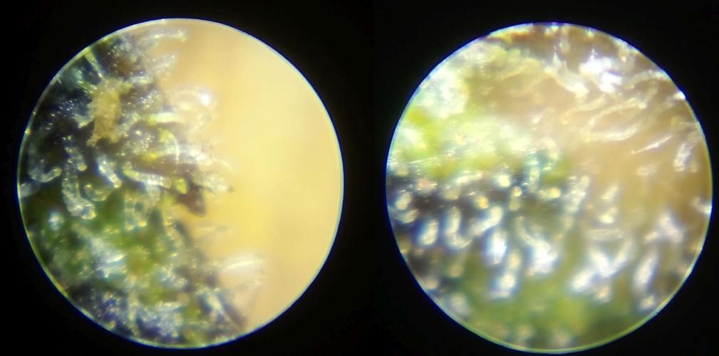 Game of Clones. Week 11 - cinderella microscope shot from a piece of sugar leaf near the top.