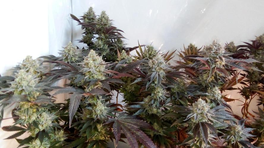 Game of Clones. Week 12 - gorilla and eyeballz