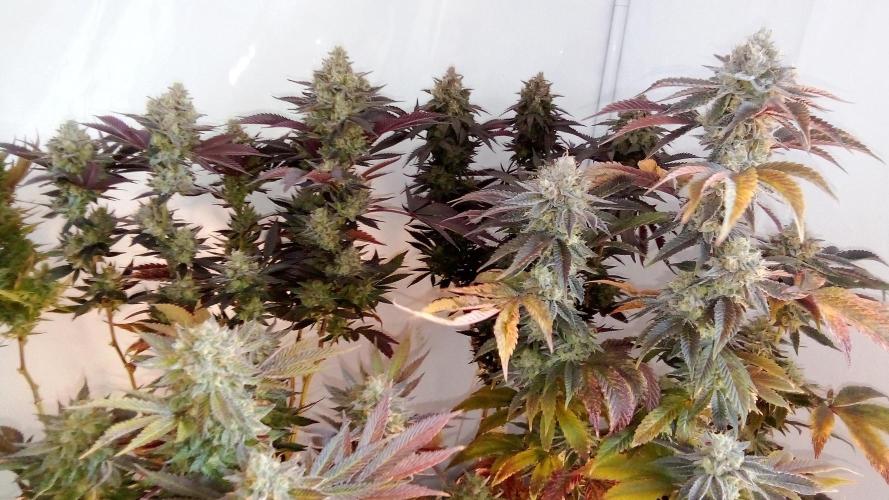 Game of Clones. Week 12 - lemonpaya back, eyeballz and rainbow in the front