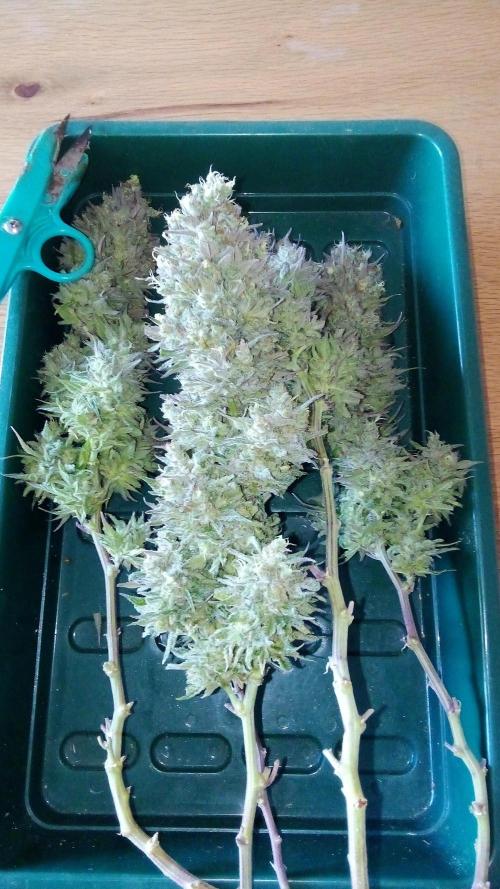 Game of Clones. Week 12 - cinderealla trimmed