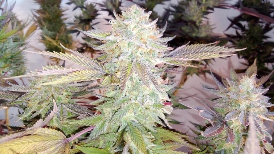 Game of Clones. Week 12 - rainbow melon