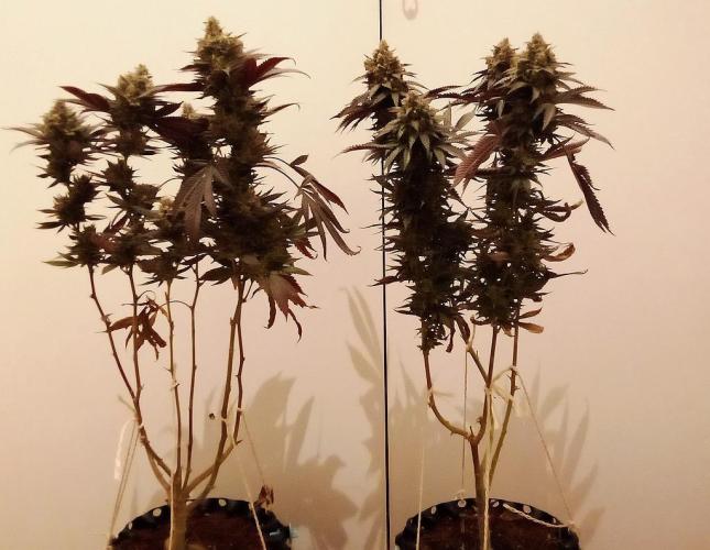 Game of Clones. Week 12 - lemonpaya